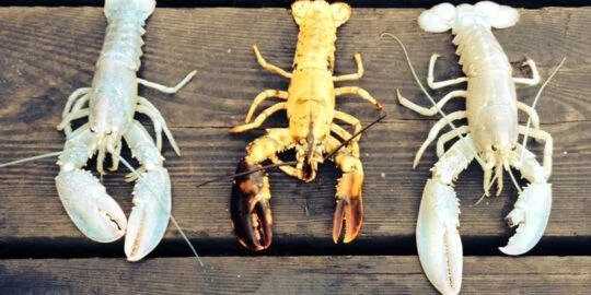 5 Crazy & Rare Colored Lobsters