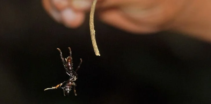 An ant can’t die from falling.