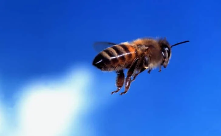 A bee flying high against a blue sky with a small white fluffy cloud
