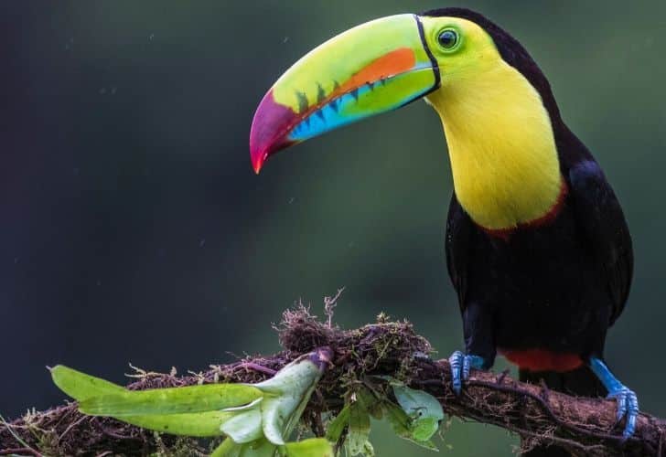 A toucan standing on a tree branch.