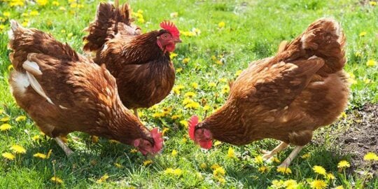 50 Facts About Chickens That Will Ruffle Your Feathers!