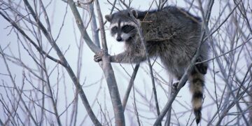 Fascinating Facts About Raccoons