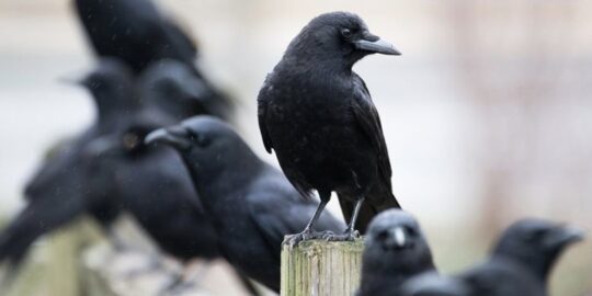 30 Facts About Crows That’ll Have You Caw-ing For More