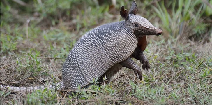 30 Amazing Armadillo Facts