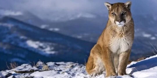 30 Claw-some Facts About Cougars