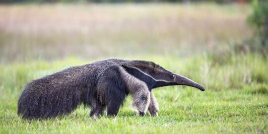 30 Interesting Facts About Giant Anteaters That You Didn’t Know