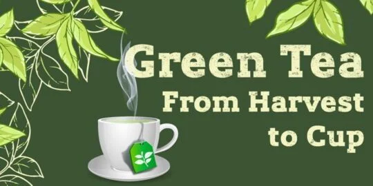 Green Tea: From Harvest to Cup [Infographic]