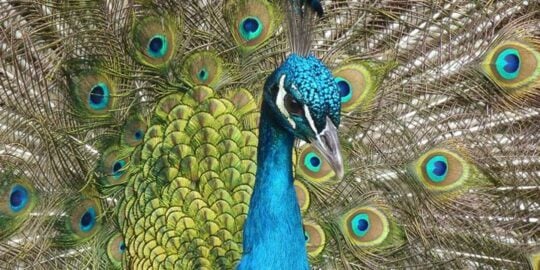 30 Fun & Feathery Facts About Peacocks