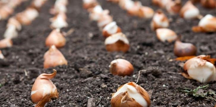 Rows of tulip bulbs being sown