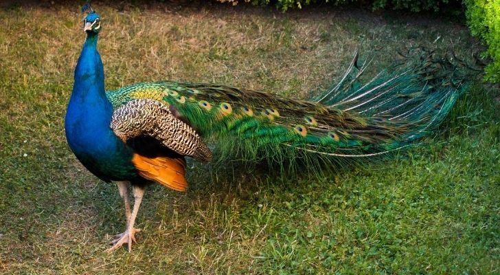 A beautiful and colorful peacock taking a little walk