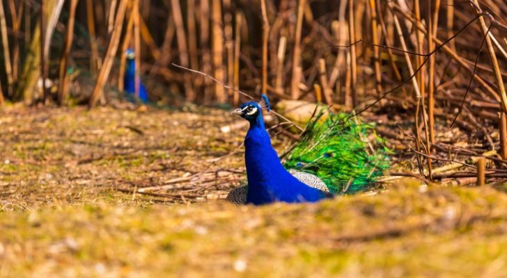 Peacock sitting