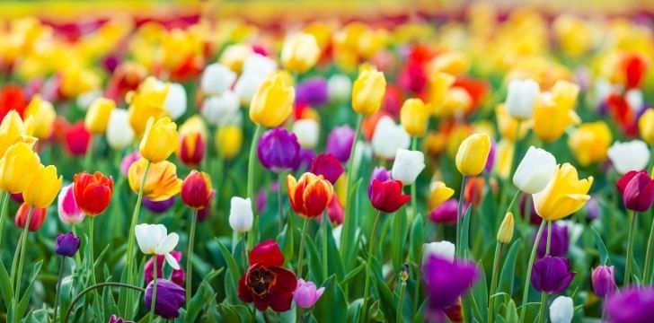 Mixed colorful tulips