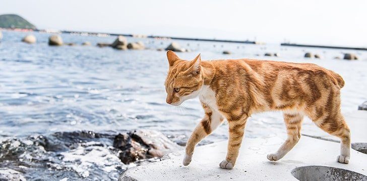 Japan has Cat Islands!