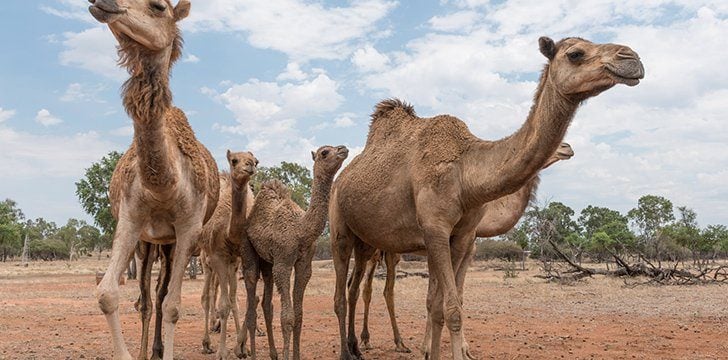 Humps developed on the back of camels as a response to their environment.