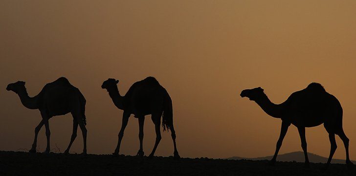 Camels have humps because those help them to regulate their body temperature.