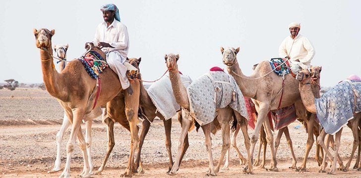 Camels have humps because those were handy for ancient camel riders to hold on to.