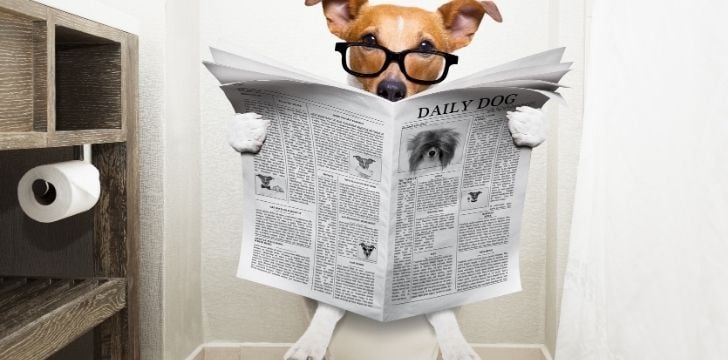 A dog taking a dump on the toilet