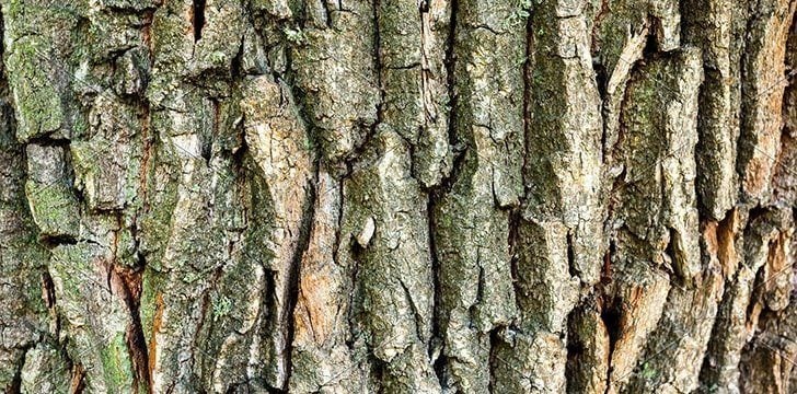 Some cultures worshiped oak trees.