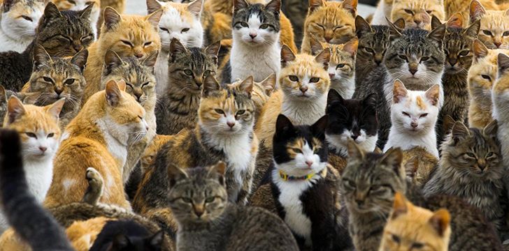 Incredible Cat Islands of Japan