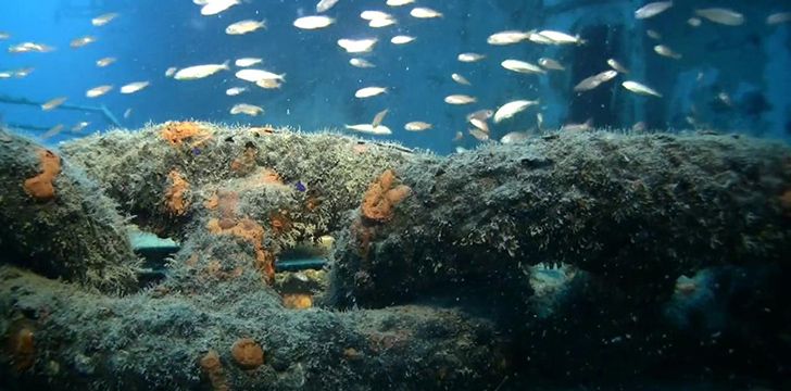 Fish of The Great Carrier Reef