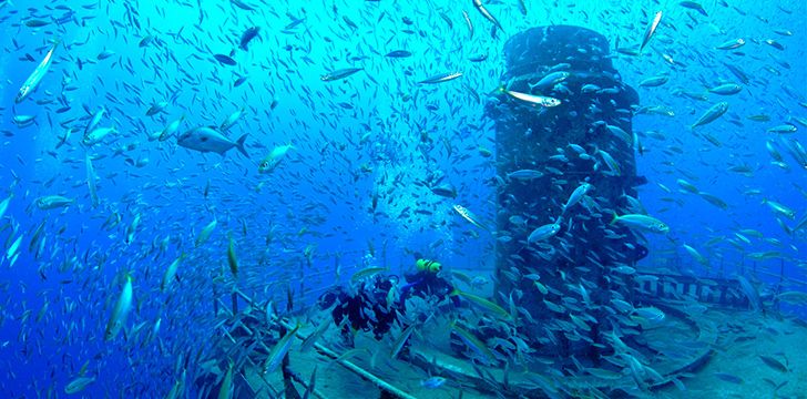 Nature Thriving at the Carrier Reef