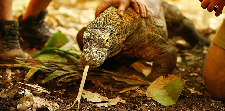 Killer Komodo Dragons