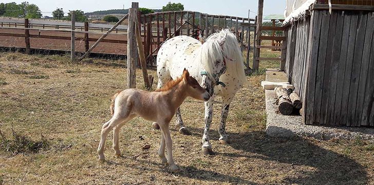 Appaloosa Looks A-likes!