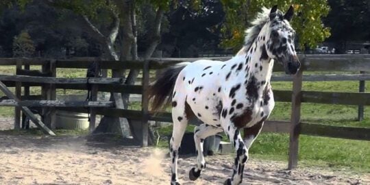 10 Wild Facts About Knabstrupper Horses