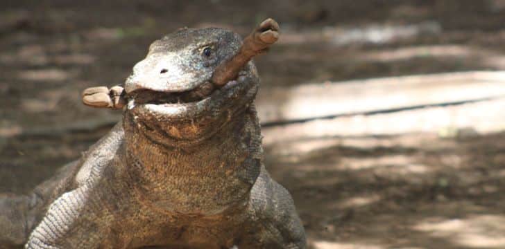 Komodo Dragons Eat A Lot!