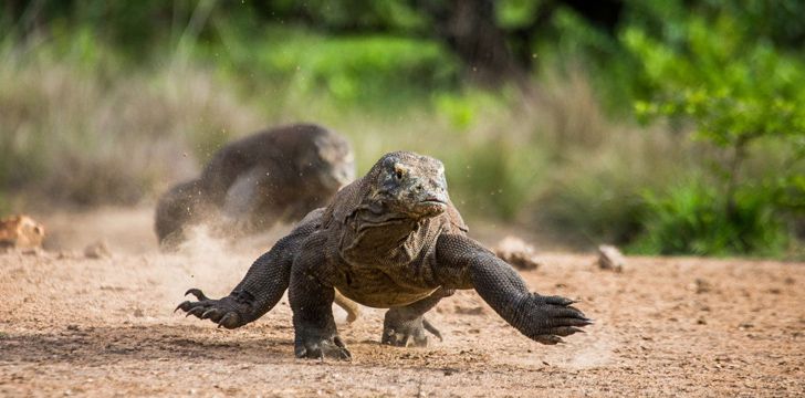 Komodo Dragons Run Fast