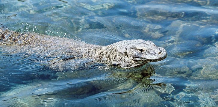 Komodo Dragon Swimming