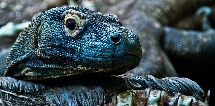 Komodo Dragons Are Venomous.