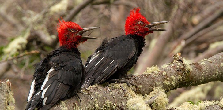 Pecking allows woodpeckers to build their nests.