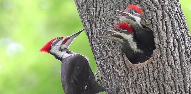 Woodpeckers peck because they can.