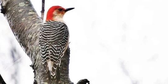 Why Do Woodpeckers Peck Wood?