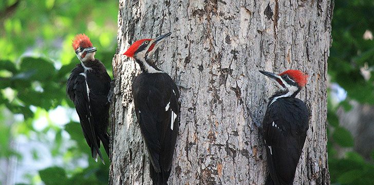 Their pecking harms trees & causes damage