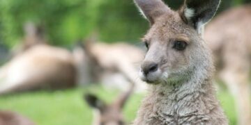 Facts About Kangaroos