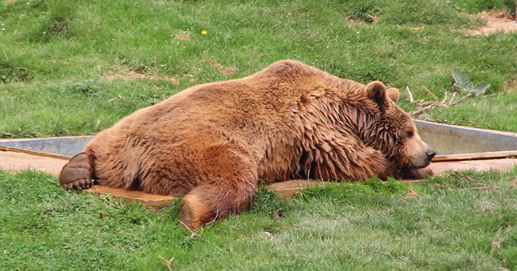 Lord Byron kept a bear in his college dorm.