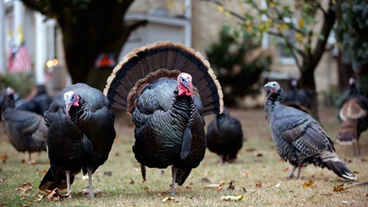 Turkeys were once worshiped as Gods.