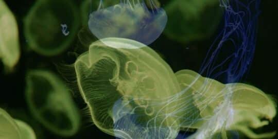 What’s The Difference Between Venom, Poison & Toxins?