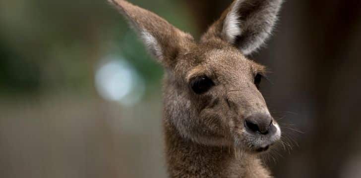 Face closeup of a kagaroo