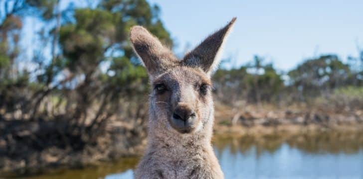 A kangaroo looking at the camera with a body of water behind