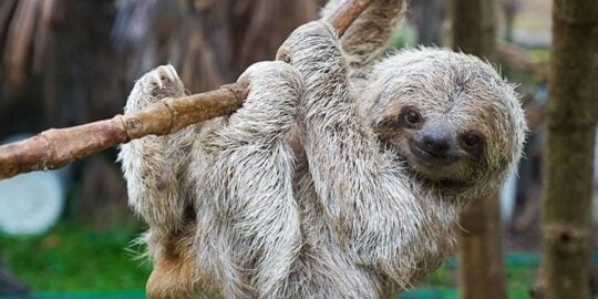 10 Surprisingly Chill Facts About Sloths