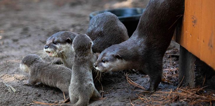 Many otter species are at risk of becoming extinct.