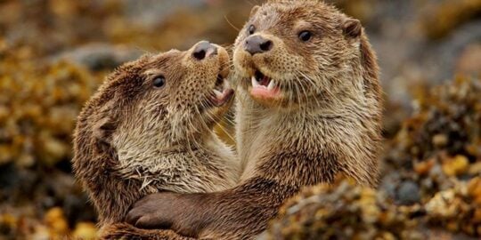 15 Otter Facts That Are Otterly Amazing
