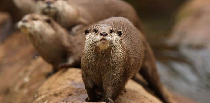 Otters have the densest fur of the animal kingdom.