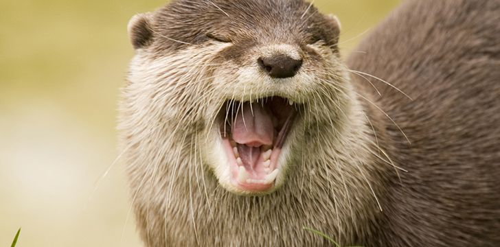 River otters rarely make their own homes.