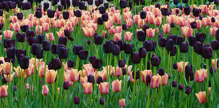 There are more than 3,000 different varieties of tulip!