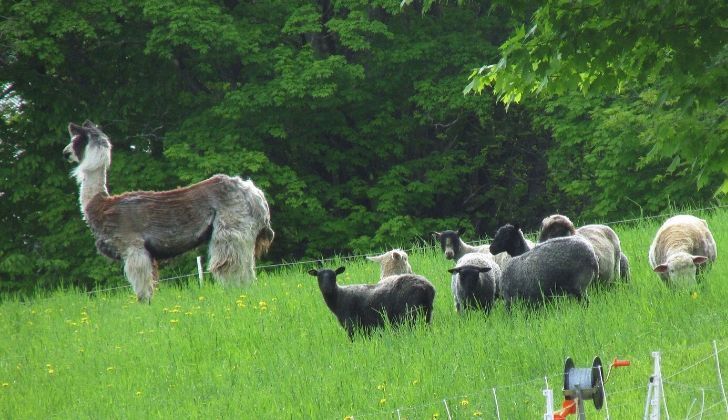 A llama standing tall and protecting smaller sheep behind.