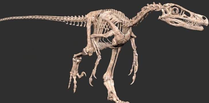 A Velociraptor skeleton model.